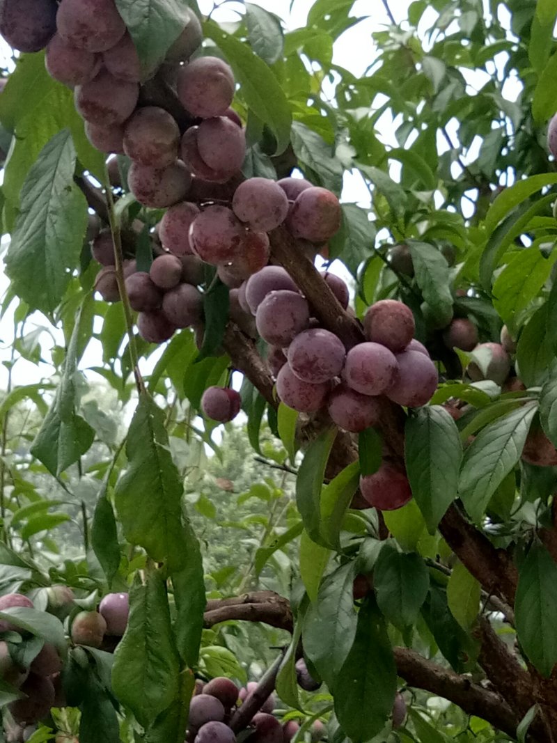 四川眉山脆红李子大量上市了质量保证口感很好