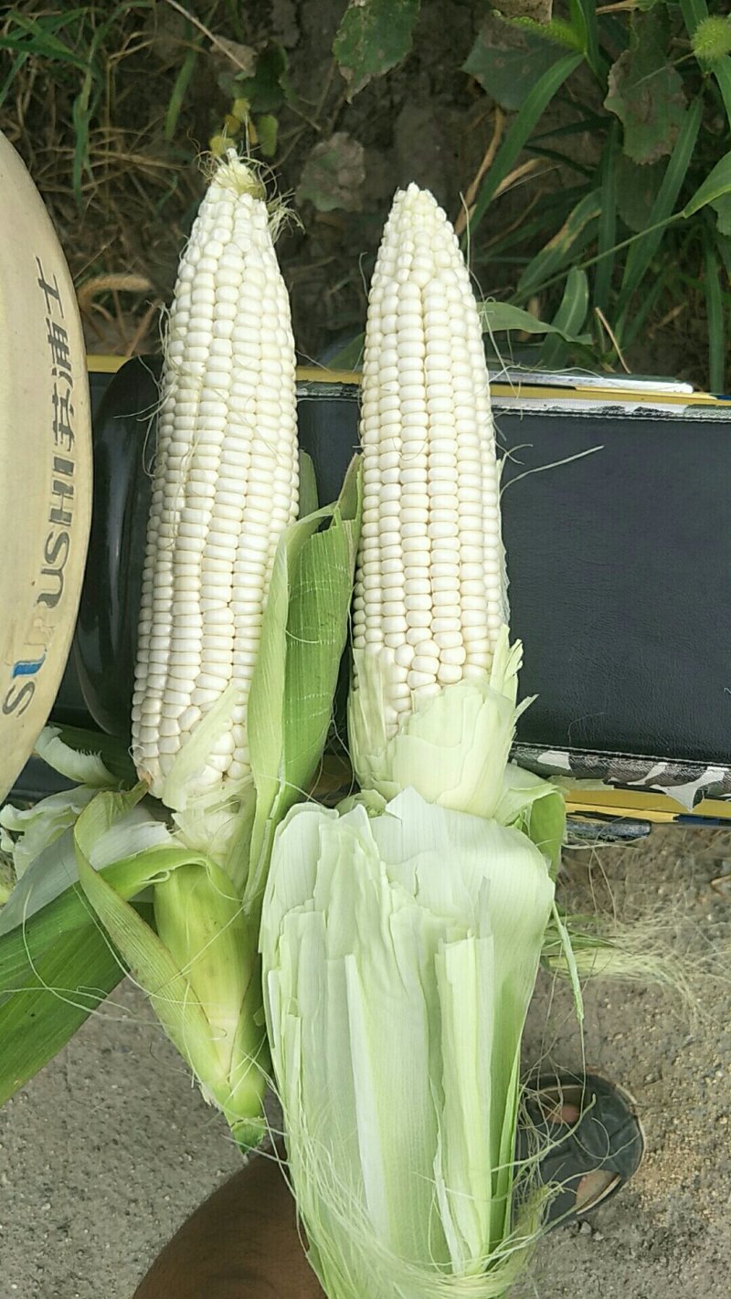 黏玉米