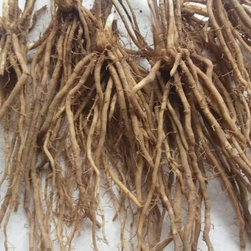 芦笋苗芦笋根白芦笋青芦笋基地直发，全程技术指导一件代发