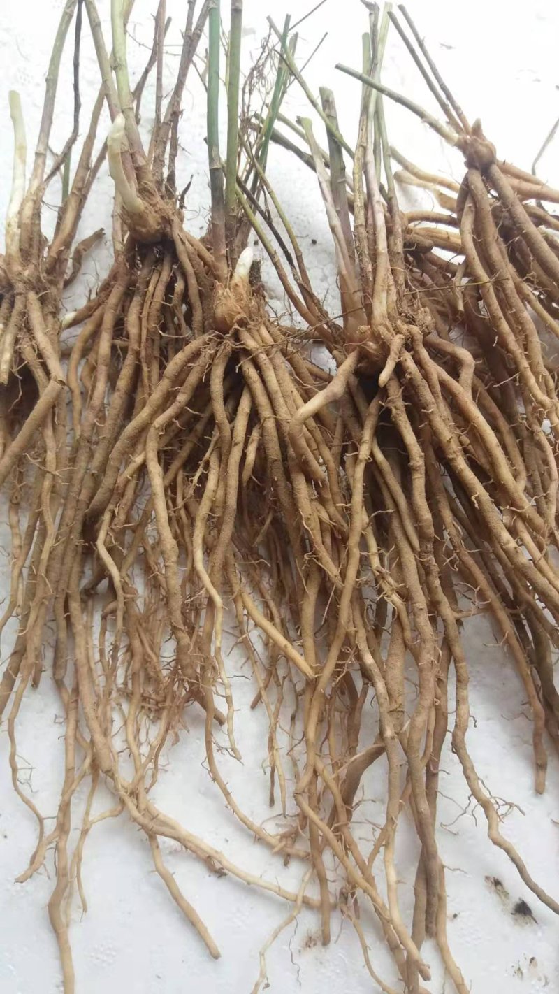 芦笋苗芦笋根白芦笋青芦笋基地直发，全程技术指导一件代发