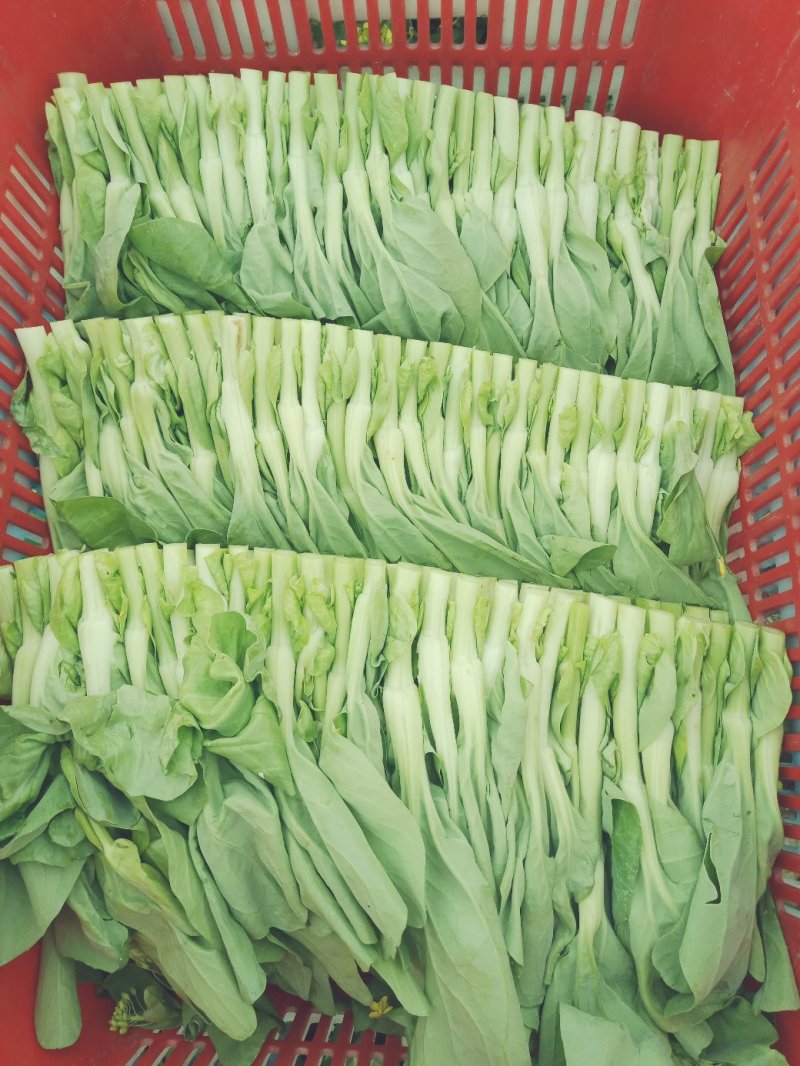 白菜苔