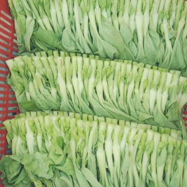 白菜苔