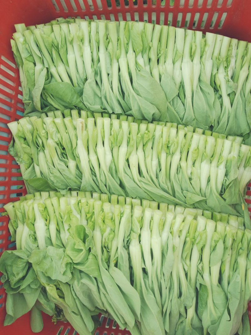白菜苔