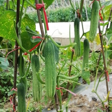 重庆高山蔬菜种植基地