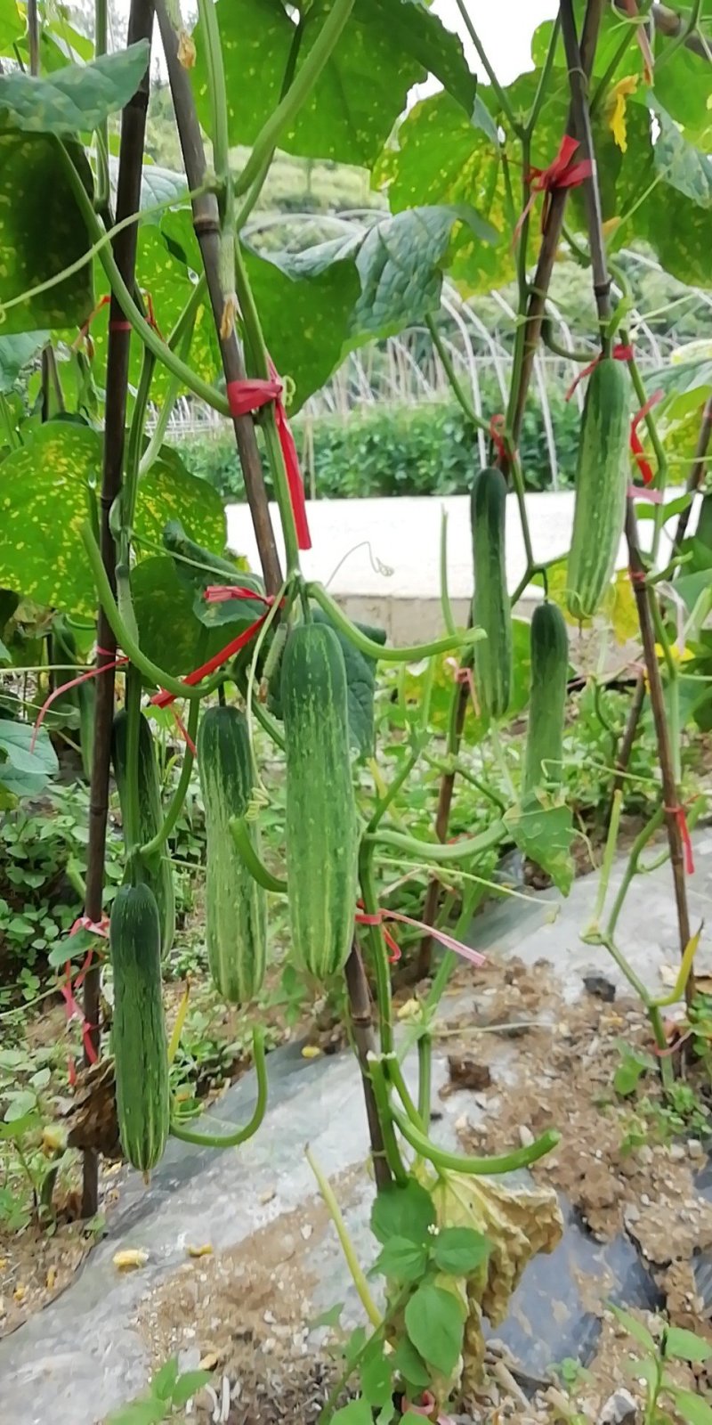 重庆高山蔬菜种植基地