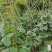 重庆高山蔬菜种植基地