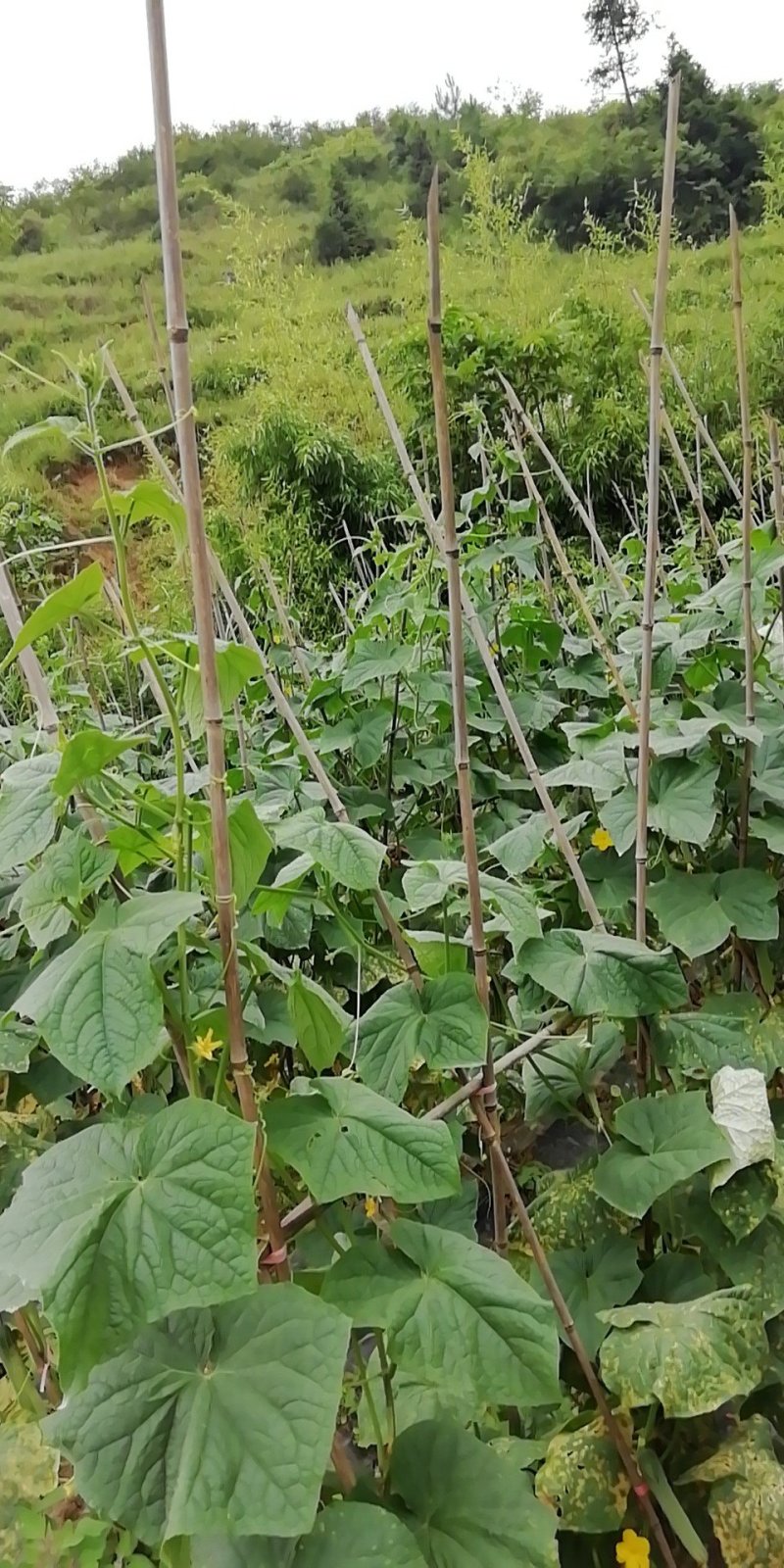 重庆高山蔬菜种植基地