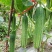重庆高山蔬菜种植基地