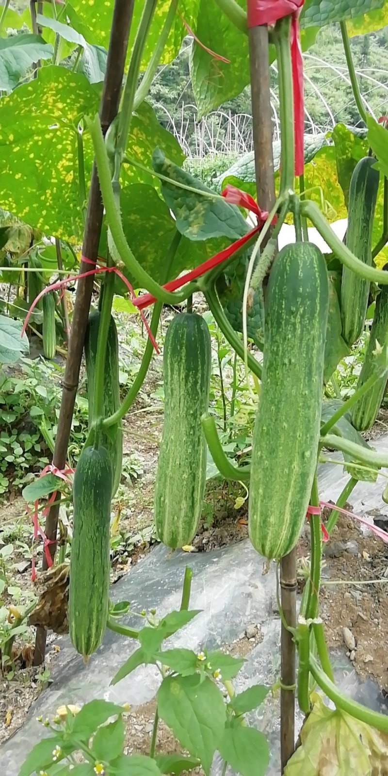 重庆高山蔬菜种植基地