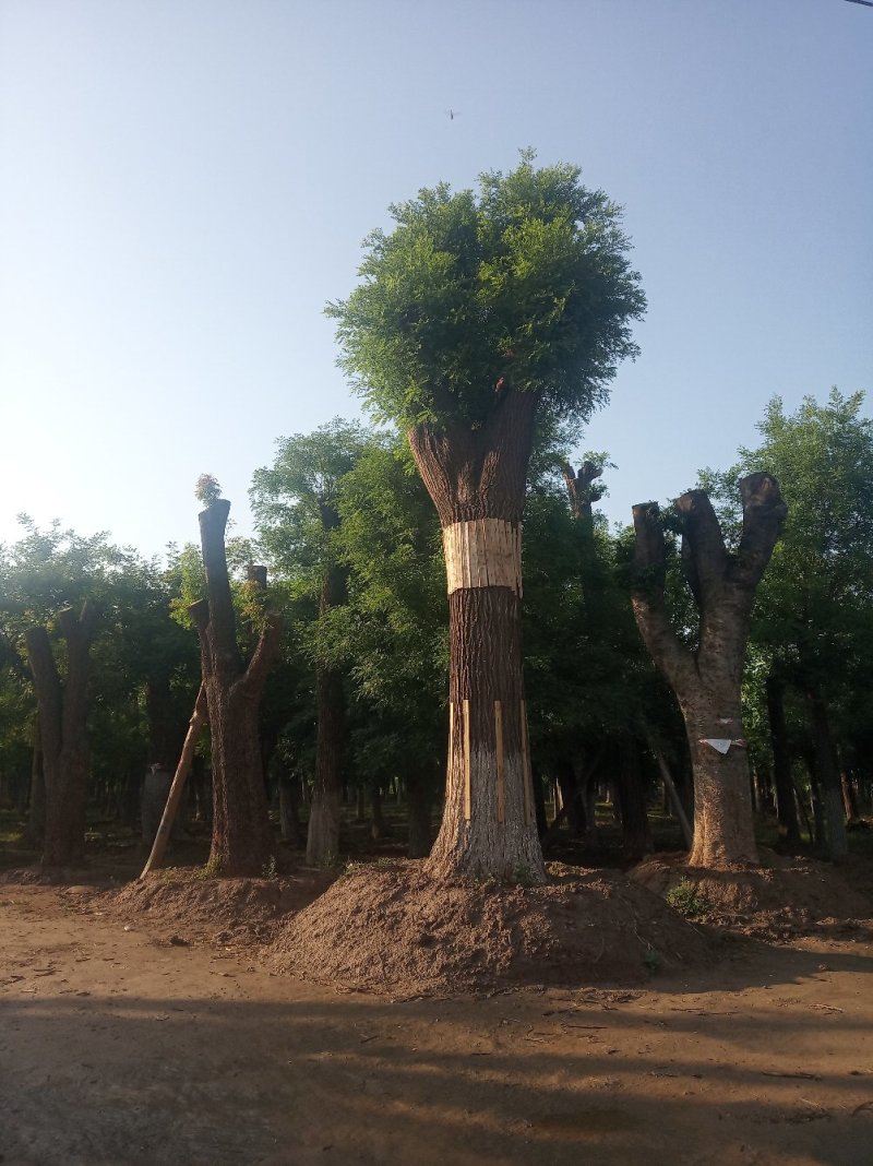 国槐基地