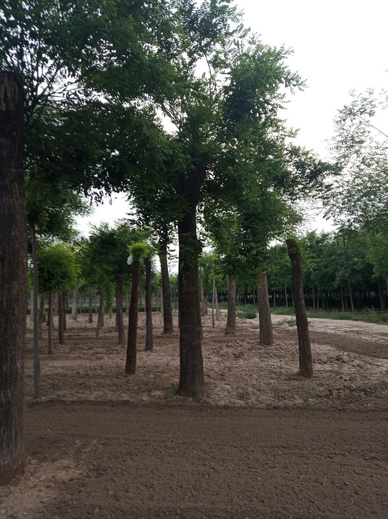 国槐基地