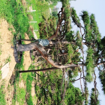 精品造型油松