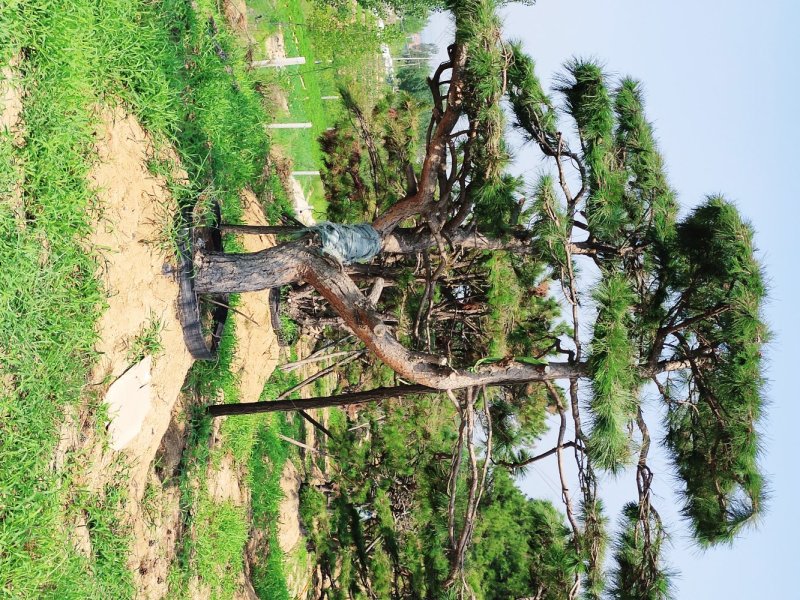 精品造型油松