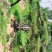 精品造型油松