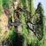 精品造型油松