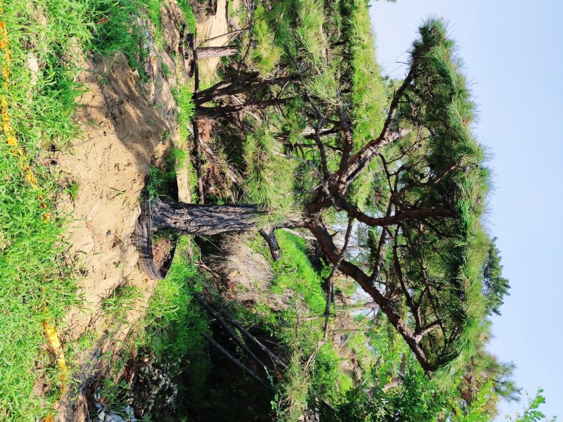 精品造型油松