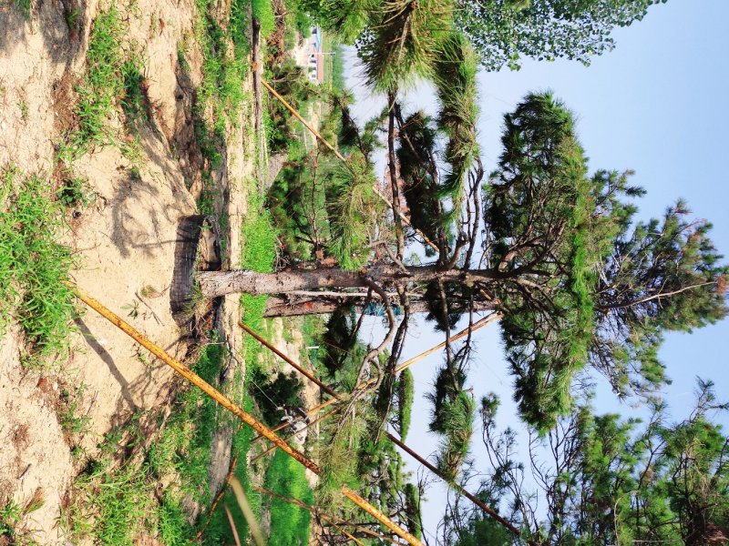 精品造型油松
