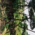 精品造型油松