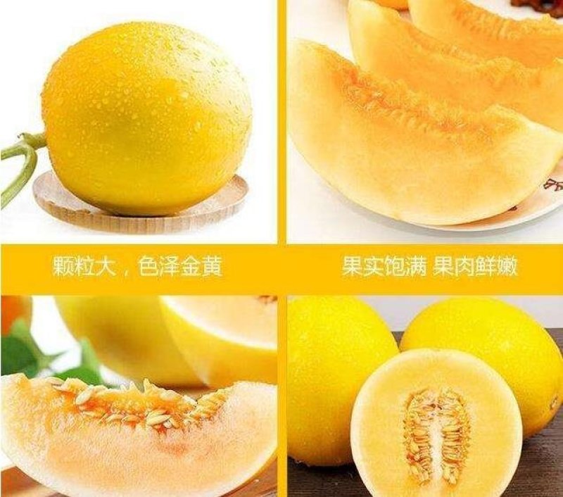 甘肃民勤蜜瓜，黄河蜜，大量上市中，专业代办，实力靠谱