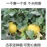 甘肃民勤蜜瓜，黄河蜜，大量上市中，专业代办，实力靠谱