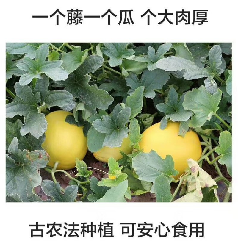 甘肃民勤蜜瓜，黄河蜜，大量上市中，专业代办，实力靠谱