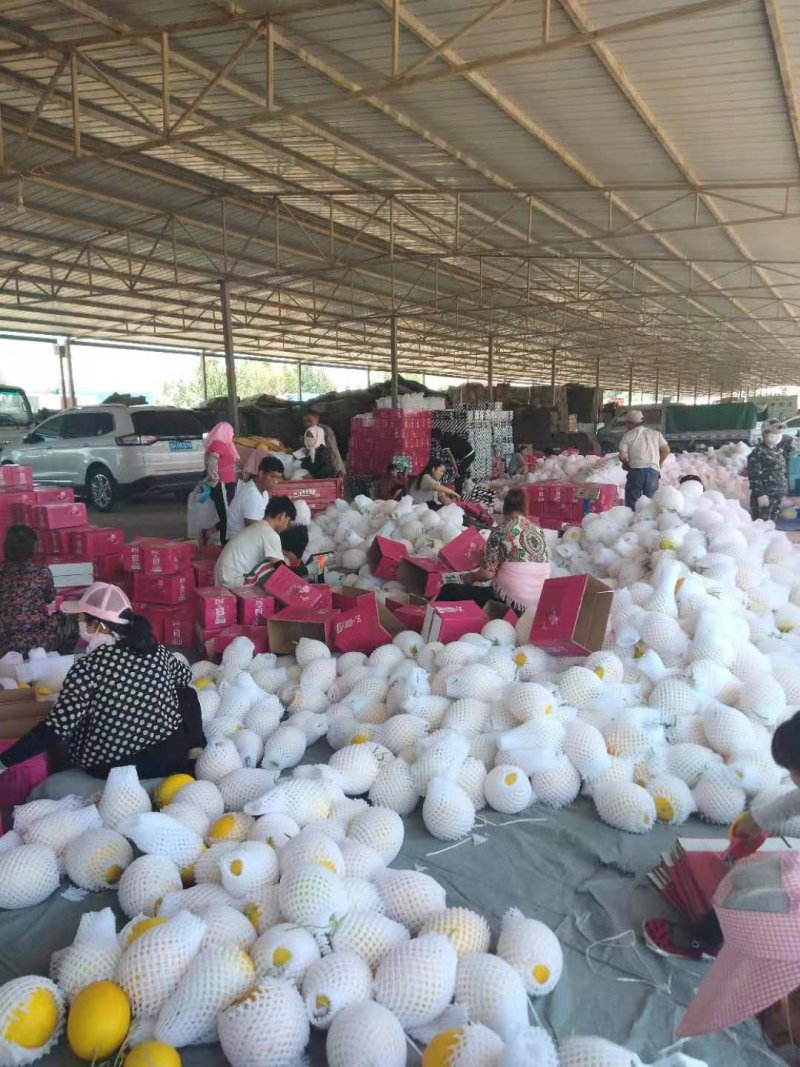 甘肃民勤蜜瓜，黄河蜜，大量上市中，专业代办，实力靠谱