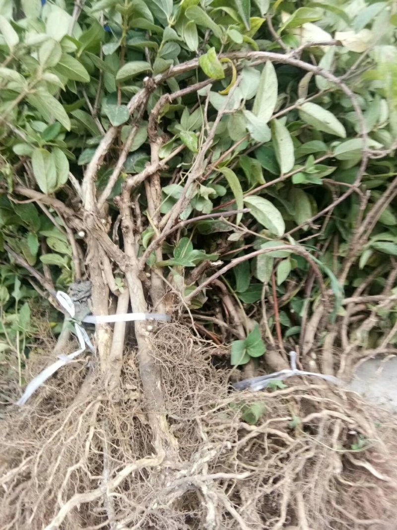 金银花苗多种多样一至三年苗