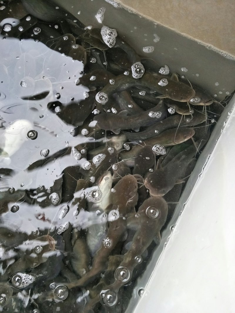 鲶鱼