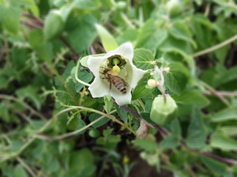 蜂蜜农家百药土蜂蜜