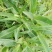 蜂蜜农家百药土蜂蜜