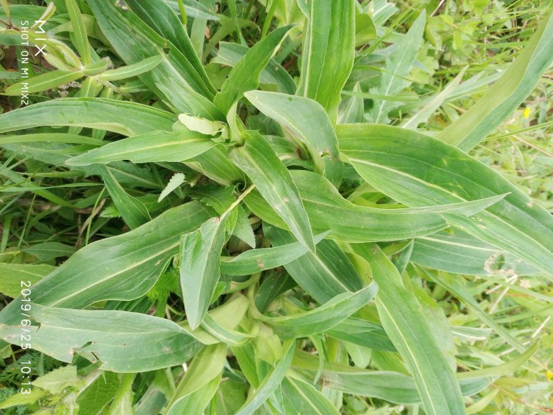 蜂蜜农家百药土蜂蜜