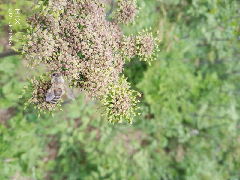 蜂蜜农家百药土蜂蜜