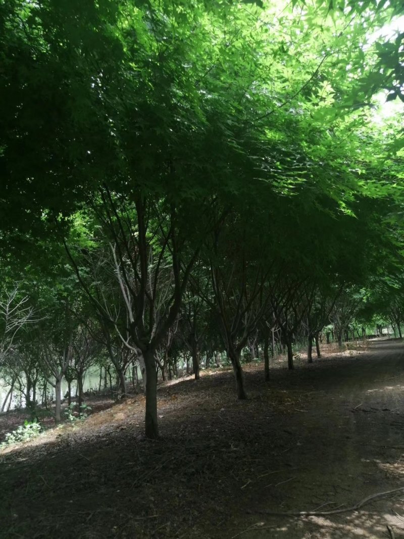 鸡爪槭