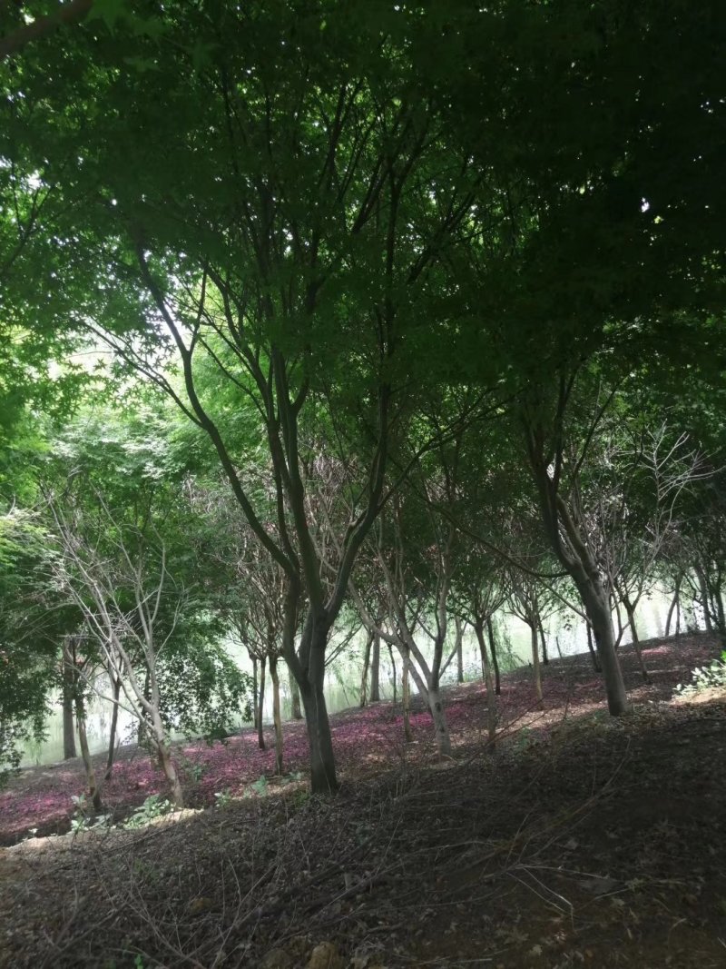 鸡爪槭