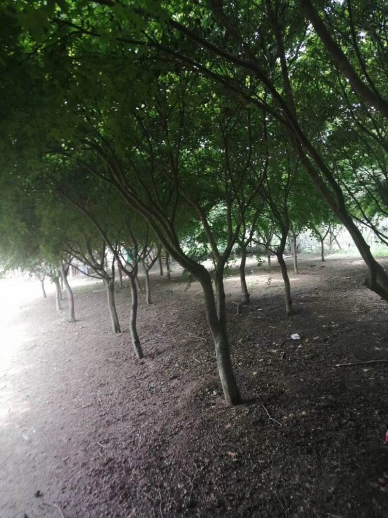 鸡爪槭