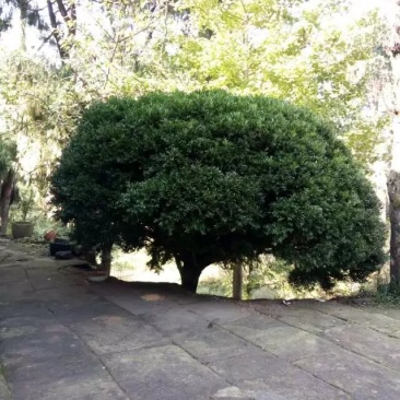 黄杨，千年矮
