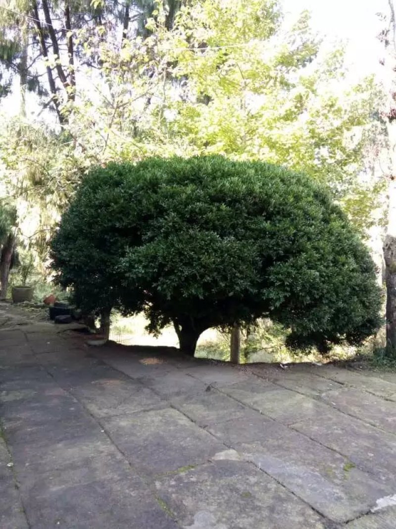 黄杨，千年矮