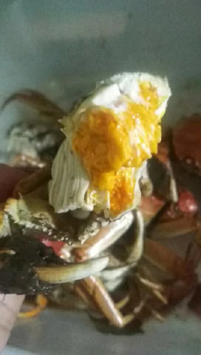 盘锦河蟹，保质保量，如果出现质量问题，全额退款