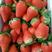 法兰地草莓苗根系发达易成活产量高抗病强丰产性好