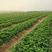 法兰地草莓苗根系发达易成活产量高抗病强丰产性好