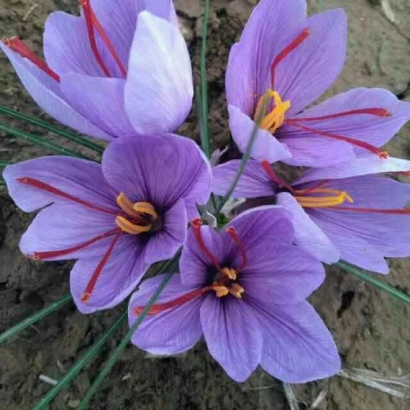 藏红花种球，包成活，产品包回收