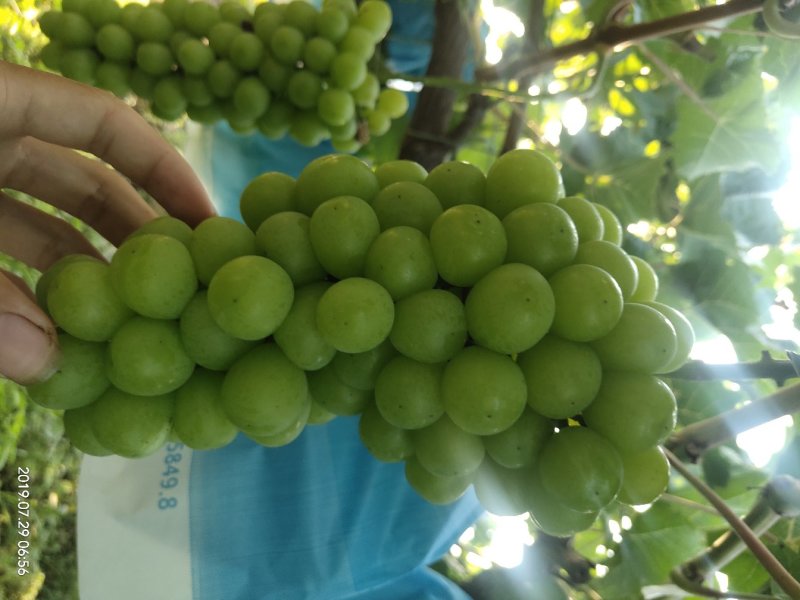 阳光玫瑰葡萄，串型美观