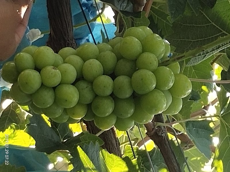 阳光玫瑰葡萄，串型美观