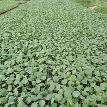 松花菜苗现在大量供应中，苗厂直供，价格便宜