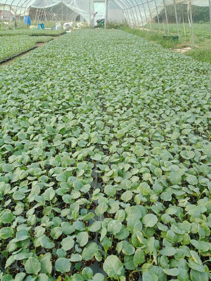 松花菜苗现在大量供应中，苗厂直供，价格便宜