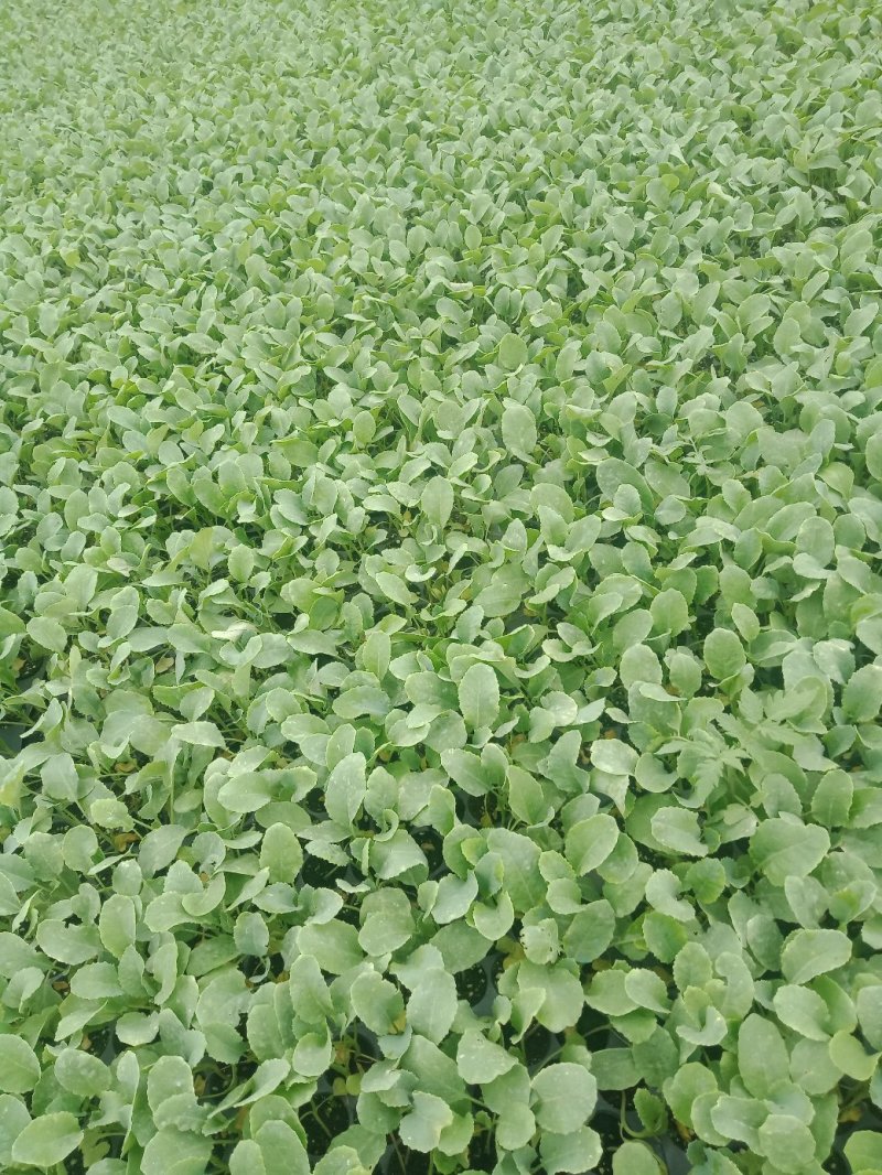 松花菜苗现在大量供应中，苗厂直供，价格便宜