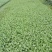 松花菜苗现在大量供应中，苗厂直供，价格便宜