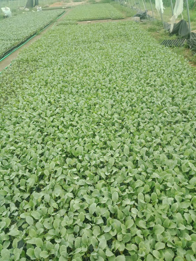松花菜苗现在大量供应中，苗厂直供，价格便宜