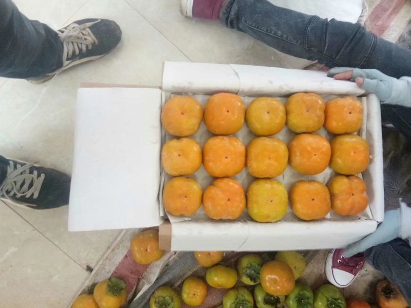 大量出售云南脆柿子上市了