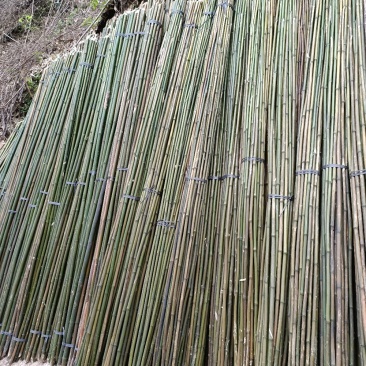 黄金竹